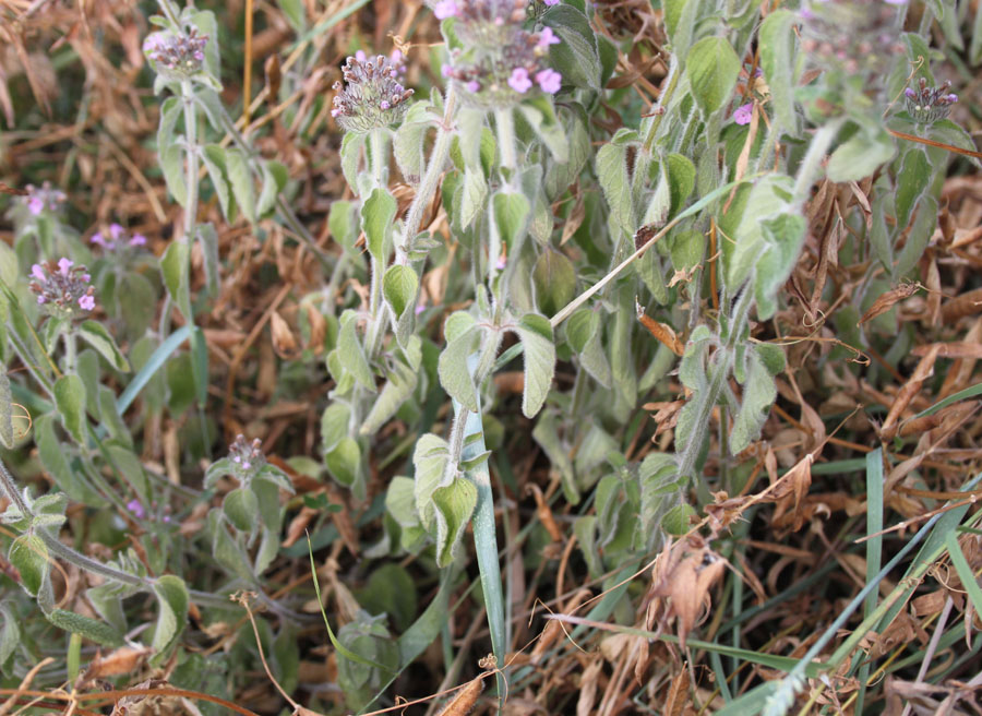 Clinopodium vulgare